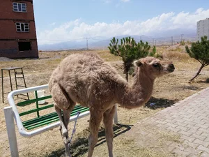 آدرمانی ایرانیان