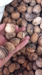 لبنیات سنتی اصالت