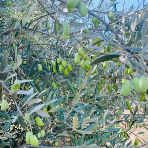 زیتون رودبار گرین گاردن - GreenGarden