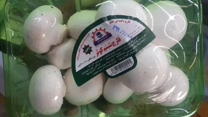 پخش قارچ شبنم کوثر 4