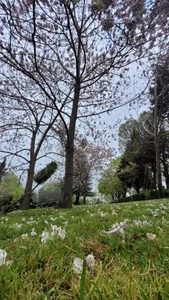 پارک مهر 5