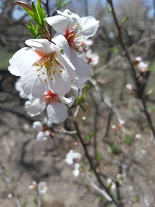 محدوده کشاورزی روستای دلگشا