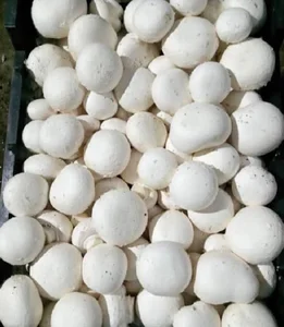 بورس قارچ