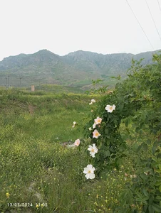 قلعه هوراند