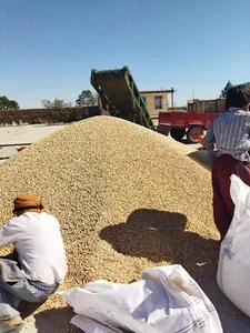 کارخانه پسته مروارید شمس فتحی