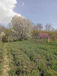 باغ شهریار