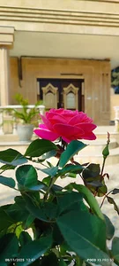 باغ اصولی