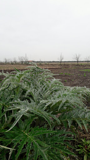 Shokrollahpur Organic Farm