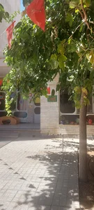 آمادگی و پیش دبستان یاس
