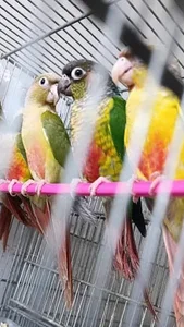 پرنده سرای عشق بازان