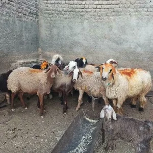 دامداری سجادی وصالحی