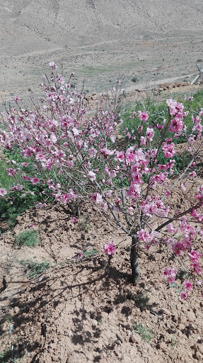 باغ حسین