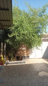 مهدی سیاحی