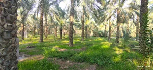 نخلستان حسین عدالت