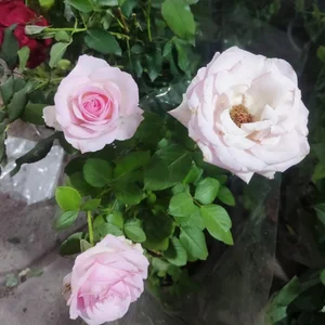 تعمیرگاه مکانیکی استاد عادل حلفی 3