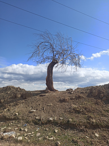قوی ترین درخت جهان