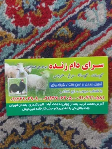 گوسفند و دام زنده برادران اشکانی 2