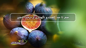 دور جوی انجر