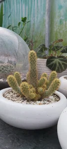 گلخانه ی ساراگل
