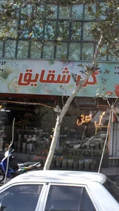 گل شقایق 2