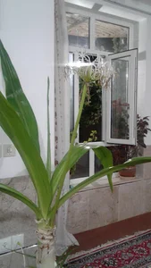 تزئینات اتومبیل لوکسیران