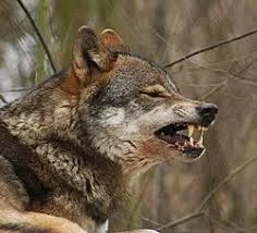 ورگ(Verg) = گرگ (Canis lupus)