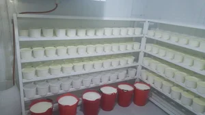 لبنیات سنتی اصیل زرقان 2