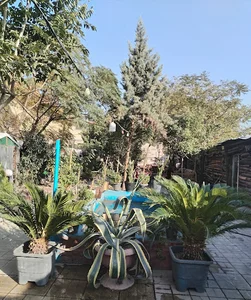 باغچه رستوران کلبه