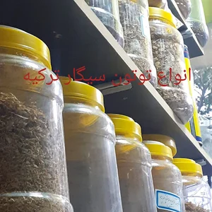 مستر توتون وینتور
