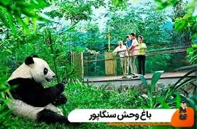 قفس شیر آفریقایی