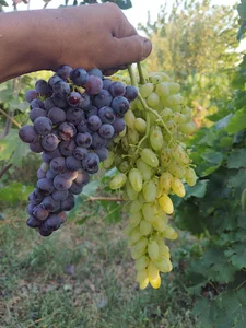 باغ میوه عجم