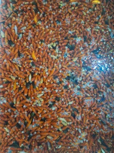 آکواریوم پیکاسو 2