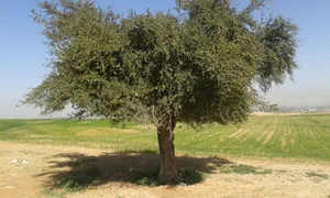 دارک آدم