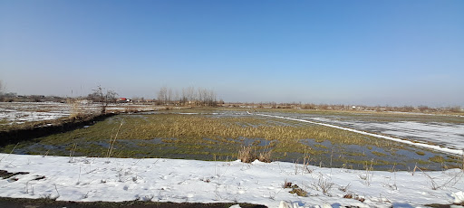 زمین برنج مجید گل دشتی ۳۷۰۳متر