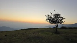 تک درخت