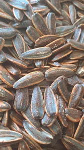 تخمه فروشی عمو حبیب