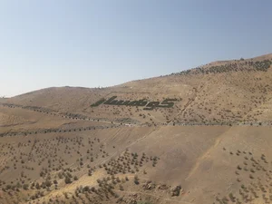 تخت تهران بین
