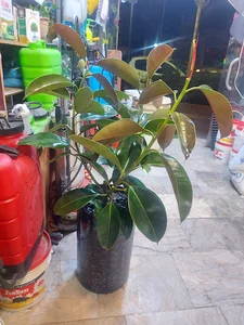 فروشگاه بزرگ سموم پونه