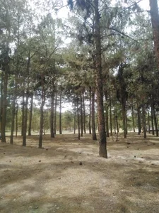 پارک جنگلی ساوه 2