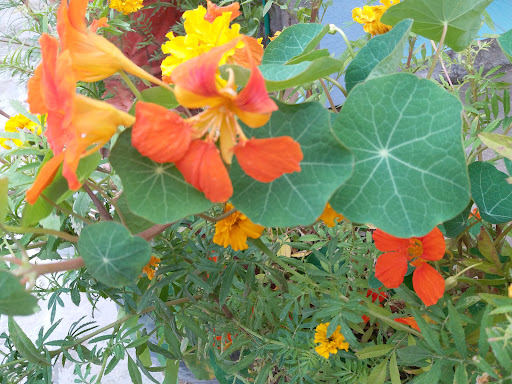 نانوایی