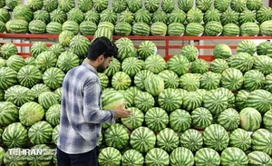 سبزیجات آماده ارکیده