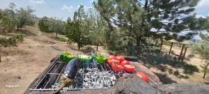 تفرجگاه