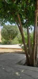 بوستان جوان 2