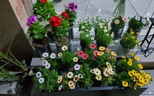 (Gap Florist) گلفروشی گپ
