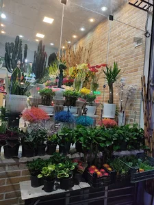گل فروشی آلسترومریا