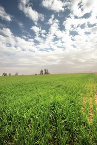 عسل کردستان
