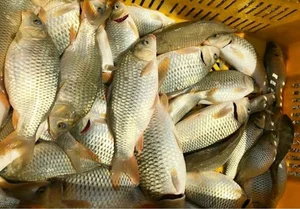 استخر پرورش ماهی حاج امیر بابایی