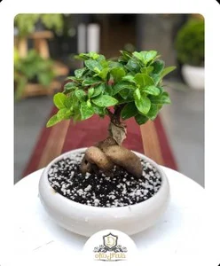 گلفروشی گلمون