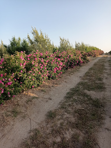مراغه
