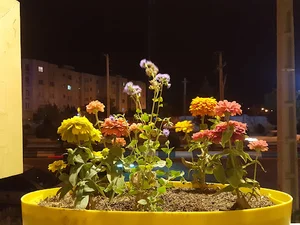 اطلسی